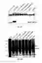 Fig. 06 - Attenuated recombinant alphaviruses incapable of replicating in mosquitoes and uses thereof