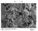 Fig. 01 - Hemostatic Sponge with Enzyme and Method of Manufacture