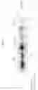 Fig. 02 - COMPOSITIONS AND METHODS FOR INHIBITING ANGIOGENESIS AND TUMORIGENESIS