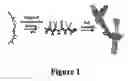 Fig. 02 - NOVEL HYDROGELS AND USES THEREOF