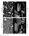 Fig. 29 - Zinc Oxide and Cobalt Oxide Nanostructures and Methods of Making Thereof