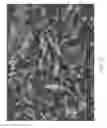 Fig. 44 - Zinc Oxide and Cobalt Oxide Nanostructures and Methods of Making Thereof