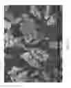 Fig. 48 - Zinc Oxide and Cobalt Oxide Nanostructures and Methods of Making Thereof