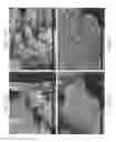 Fig. 49 - Zinc Oxide and Cobalt Oxide Nanostructures and Methods of Making Thereof