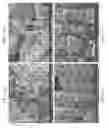 Fig. 53 - Zinc Oxide and Cobalt Oxide Nanostructures and Methods of Making Thereof