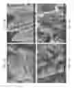 Fig. 57 - Zinc Oxide and Cobalt Oxide Nanostructures and Methods of Making Thereof