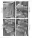 Fig. 61 - Zinc Oxide and Cobalt Oxide Nanostructures and Methods of Making Thereof