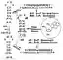 Fig. 01 - Compounds and methods for detecting ricin and uses thereof