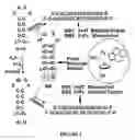 Fig. 02 - Compounds and methods for detecting ricin and uses thereof