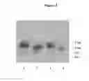 Fig. 04 - 2′-nitrobenzyl-modified ribonucleotides