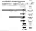 Fig. 01 - STEM CELL EXPRESSION CASSETTES