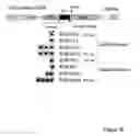 Fig. 08 - STEM CELL EXPRESSION CASSETTES