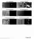Fig. 13 - STEM CELL EXPRESSION CASSETTES