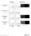 Fig. 16 - STEM CELL EXPRESSION CASSETTES
