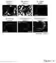 Fig. 20 - STEM CELL EXPRESSION CASSETTES