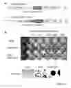 Fig. 24 - STEM CELL EXPRESSION CASSETTES