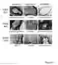 Fig. 28 - STEM CELL EXPRESSION CASSETTES