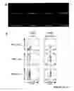 Fig. 44 - STEM CELL EXPRESSION CASSETTES