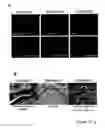Fig. 45 - STEM CELL EXPRESSION CASSETTES