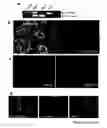 Fig. 46 - STEM CELL EXPRESSION CASSETTES