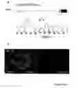 Fig. 47 - STEM CELL EXPRESSION CASSETTES