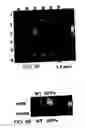 Fig. 08 - Magnetic-nanoparticle conjugates and methods of use