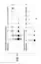 Fig. 06 - METHOD FOR DETECTING OBJECTIVE SUBSTANCE AND KIT FOR DETECTING OBJECTIVE SUBSTANCE