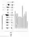 Fig. 09 - METHOD FOR DETECTING OBJECTIVE SUBSTANCE AND KIT FOR DETECTING OBJECTIVE SUBSTANCE
