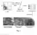 Fig. 04 - METHOD OF CONCENTRATING HUMAN MESENCHYMAL STEM CELLS