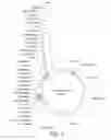 Fig. 04 - Composition and Methods for Expressing Reporter Molecules in Mammalian Cells