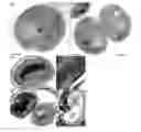 Fig. 01 - Modified cyanobacteria