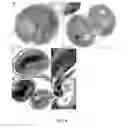 Fig. 08 - Modified cyanobacteria