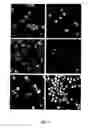 Fig. 09 - Modified cyanobacteria