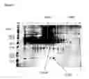 Fig. 02 - MULTIPLE PROMOTER PLATFORM FOR PROTEIN PRODUCTION