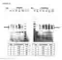 Fig. 33 - Recombinant production of authentic human proteins using human cell expression systems