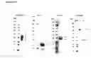 Fig. 35 - Recombinant production of authentic human proteins using human cell expression systems