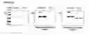 Fig. 46 - Recombinant production of authentic human proteins using human cell expression systems