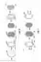 Fig. 06 - Apparatus and method for maintaining and/or restoring viability of organs