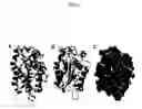 Fig. 07 - Methods for determining correlated residues in a protein or other biopolymer using molecular dynamics