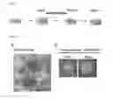 Fig. 02 - Method for preparation of platelet from iPS cell