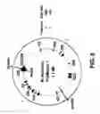 Fig. 07 - Methods for cloning and manipulating genomes
