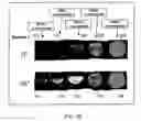 Fig. 09 - Detection of post-translationally modified peptides with liquid crystals