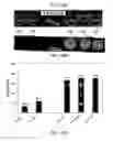 Fig. 23 - Detection of post-translationally modified peptides with liquid crystals