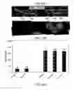 Fig. 24 - Detection of post-translationally modified peptides with liquid crystals