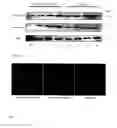 Fig. 09 - Bioactive surface for hepatocyte-based applications