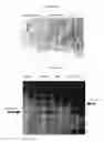 Fig. 08 - Modified Stefin A scaffold proteins