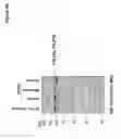Fig. 07 - Filipil compositions and methods for treating cancer