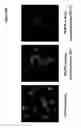 Fig. 08 - Filipil compositions and methods for treating cancer