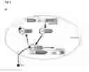 Fig. 02 - Composition for treatment of tuberculosis