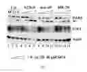 Fig. 07 - Small molecule E2F inhibitor